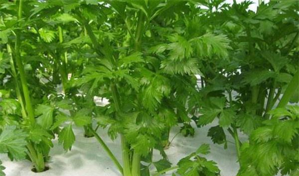 芹菜的生长习性与栽培技巧（掌握芹菜的生物学特性，让你轻松种植丰收）