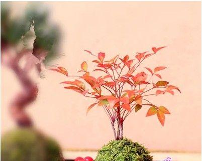 南天竹在室内养护的方法