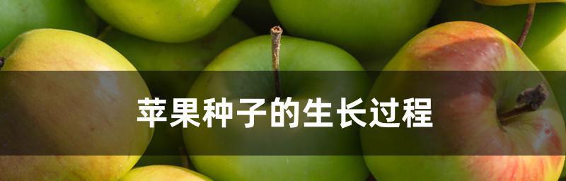 苹果种子直接种植的方法（无需经验，轻松种植苹果树）