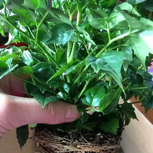 如何科学地为幸福树施肥？（肥料的选择和施用方法对幸福树生长至关重要！）