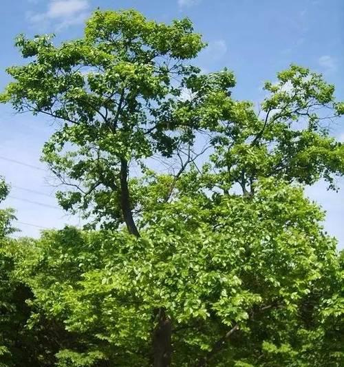 探究朴树果实的食用价值（从植物学、营养学、民间传说和现代研究四个方面进行分析）