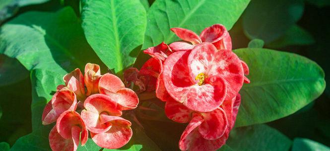 虎刺梅（植物毒性、养护技巧和使用建议。）