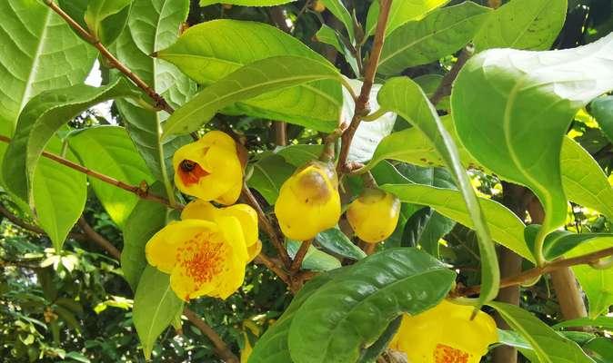 金花茶的植物分类及特征解析（金花茶是否属于裸子植物？植物学家的结论与解释）