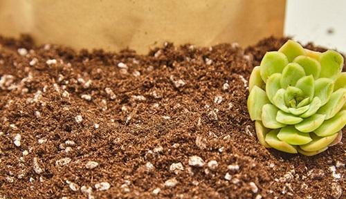 花生皮可以成为种花材料吗？（探讨花生皮在种植中的应用与效果）