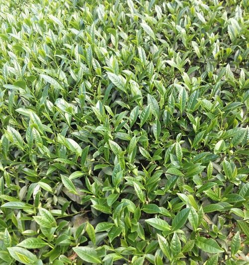 茶叶的生长周期是多长时间？（探究茶叶从萌芽到成熟的全过程）