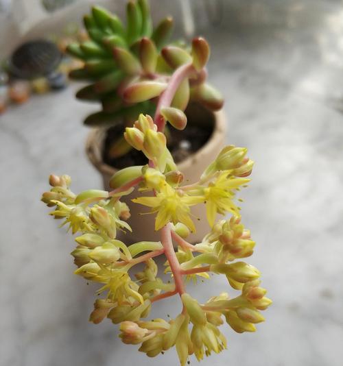 多肉开花全面指南（了解开花的种类和特点，让你的多肉花园更加亮眼）