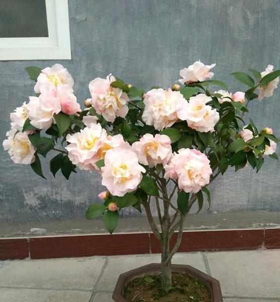 香妃茶花——美丽与养护并存（养殖方法和养护要点详解）