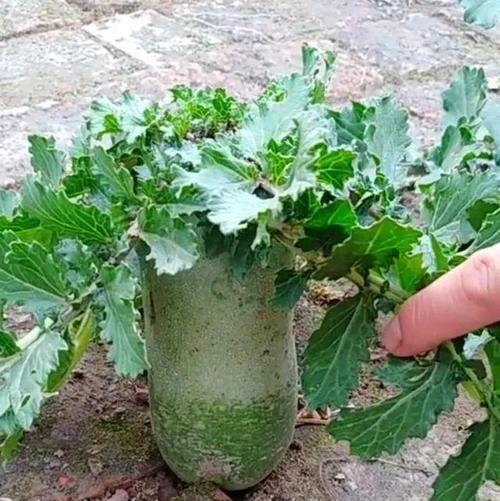 白萝卜的根系特点剖析（探究白萝卜根系的形态和生理特征）