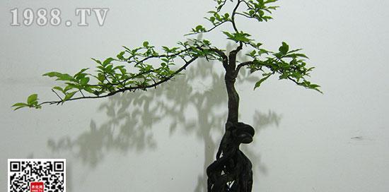 金弹子适合在什么土壤中生长？（探究金弹子植株喜爱的土壤条件及培育技巧）