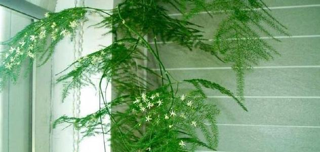 文竹修剪方法详解（快速成为文竹修剪高手！）
