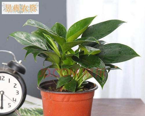 如何选择大叶金钻的盆？（盆的材质、大小、形状、通风性和排水性的重要性）