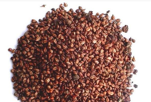 揭秘葡萄——一种什么样的种子植物？（了解葡萄的生长、繁殖和分类，认识其多样性）
