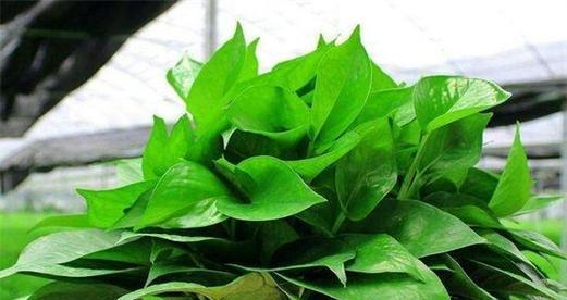 绿萝花的浇水方法（如何正确浇水让绿萝花茁壮成长）