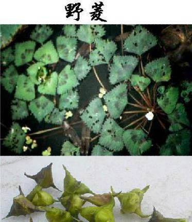 探秘菱角之形态与特征（解读菱角外表）