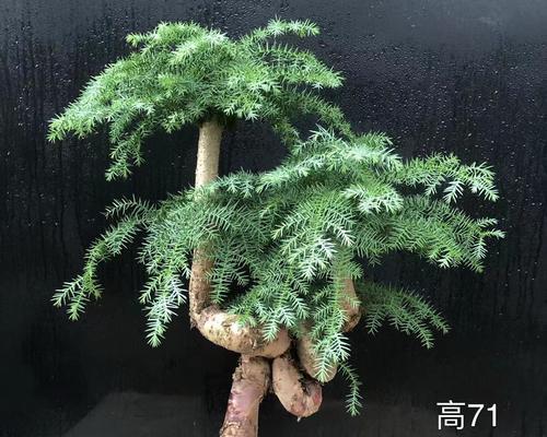 澳洲杉的养殖方法和注意事项（打造美丽的林地）