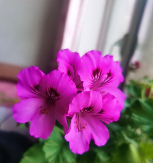 蝴蝶梅开花时间及花期分析（了解蝴蝶梅花期，观赏美丽的花海）