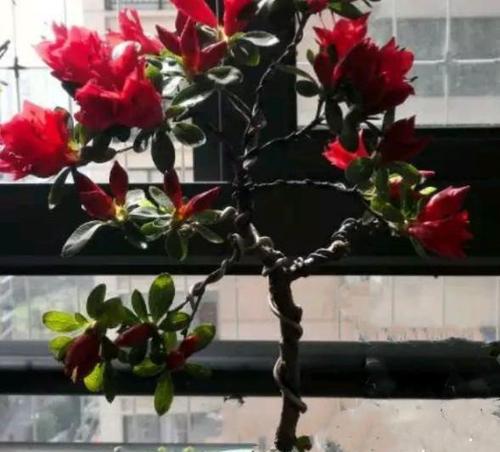 杜鹃花修剪的技巧（打造美丽花园的必修课）