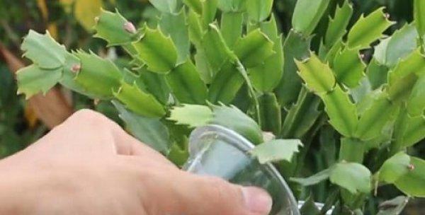 阿司匹林花盆奇妙之旅（探索阿司匹林适合浇什么花的秘密，让你的花园更加绚丽多彩）