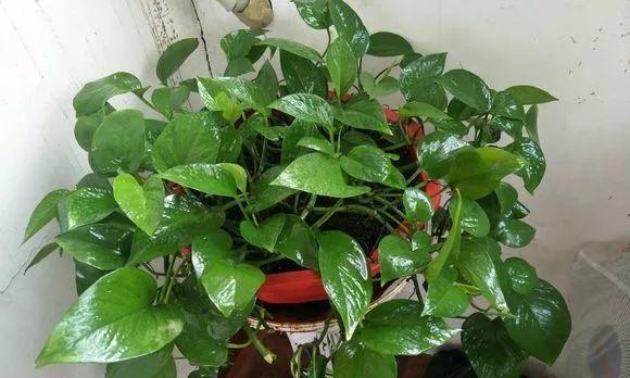 B12对绿萝的影响（科学家发现B12能为绿萝提供养分）