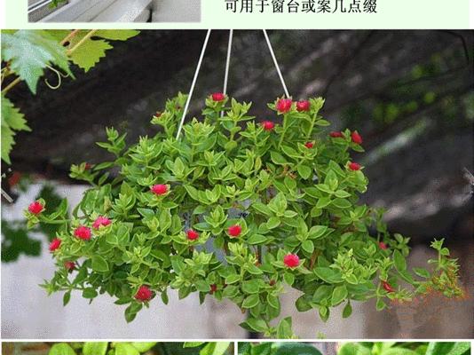 吊兰喜欢阳光的秘密剖析（探究吊兰如此狂爱阳光的原因）