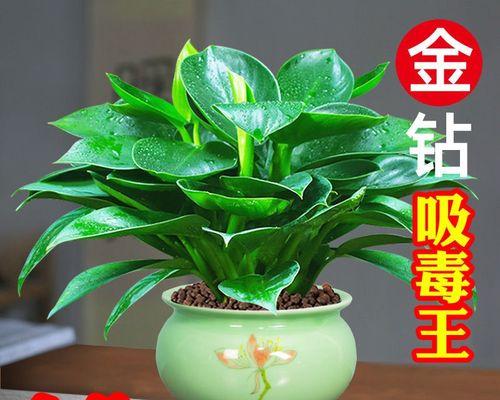 懒人也能养花的10种首选（打造简单花园的秘诀）