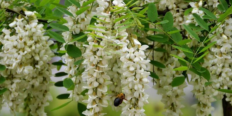 探秘槐树花的多彩世界（槐树花的颜色、特点及生态价值）