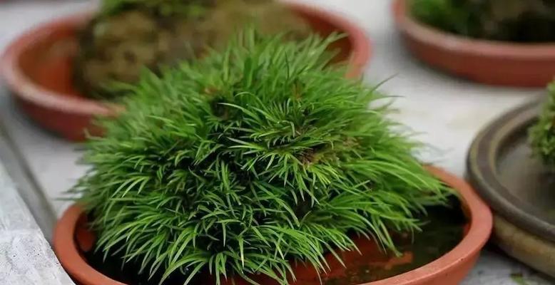 探索和菖蒲类似的植物（寻找芳香、药用的神秘之花）