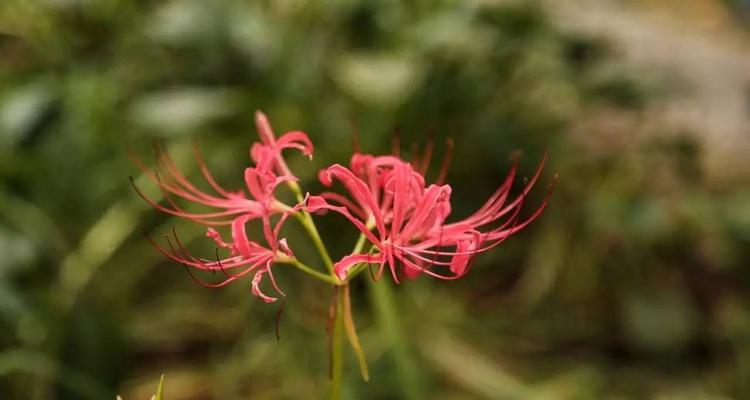 探秘彼岸花的生长环境（彼岸花的栽培技巧和观赏点）