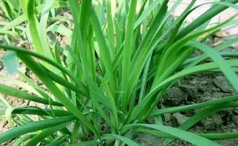 春分时节，适合种什么菜？（春分，菜园新春。）