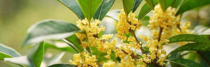 如何科学浇水养护桂花（掌握浇水技巧，让桂花倍添光彩）