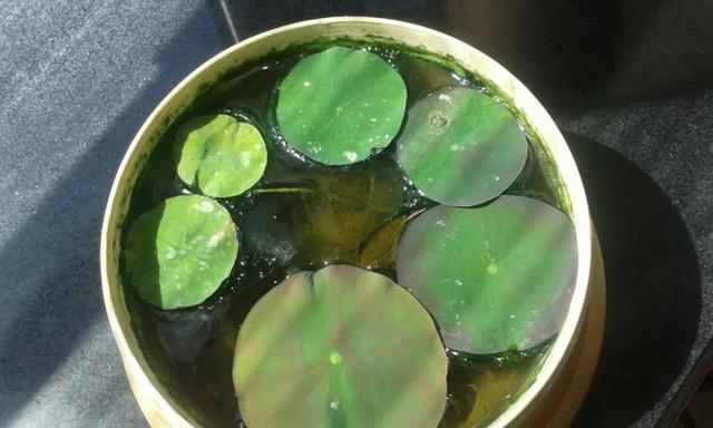碗莲种植的最佳时间（四季皆可，但需注意）