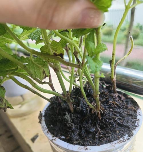 薄荷烂根的治疗方法（掌握“三步法”，消灭薄荷烂根）