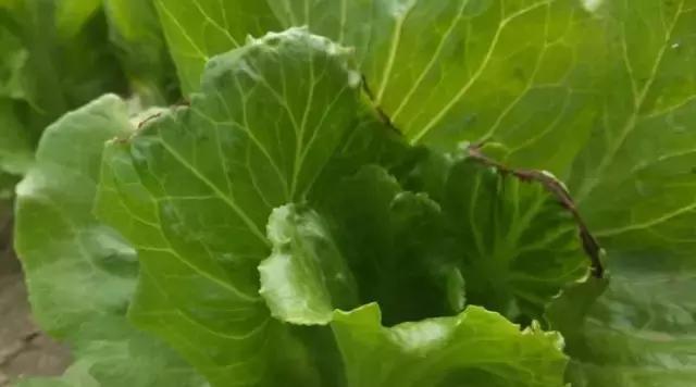 苹果是双子叶植物的争议（探究苹果的科学归属与进化历程）