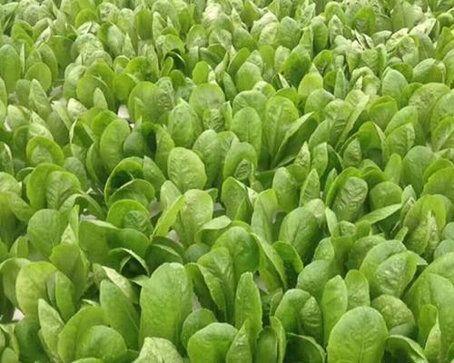 生菜种子最佳播种时间剖析（如何选取最佳播种时间，确保生菜长势良好？）