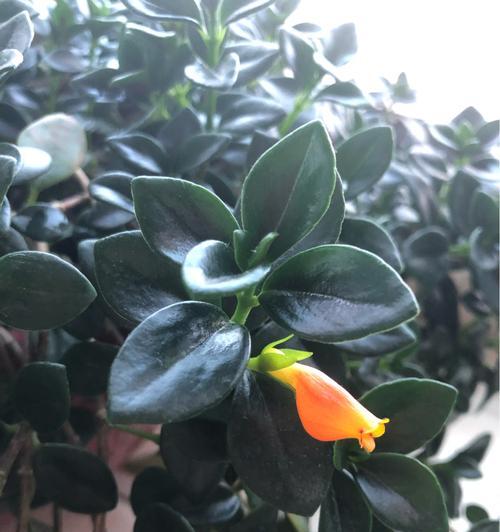 金鱼花的开花时间及次数（探秘金鱼花的生长周期和繁衍特点）