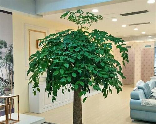 幌伞枫与幸福树的区别（从外观、生长环境、生长特征等方面来比较）