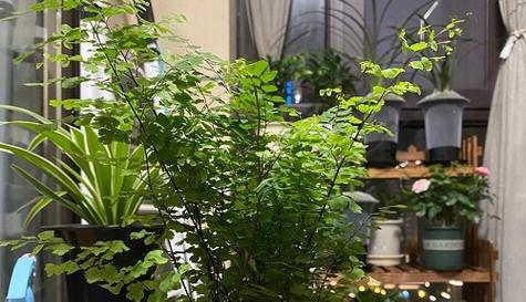 变叶木的风水寓意及摆放位置（探讨变叶木在风水学中的作用及摆放要点）