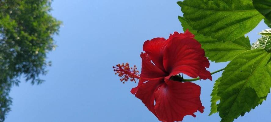 扶桑花的食用价值及注意事项（挖掘扶桑花的营养特点，了解正确食用方式）