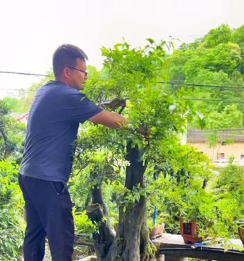 金弹子修剪技巧（手把手教你打造美丽的金弹子花园）