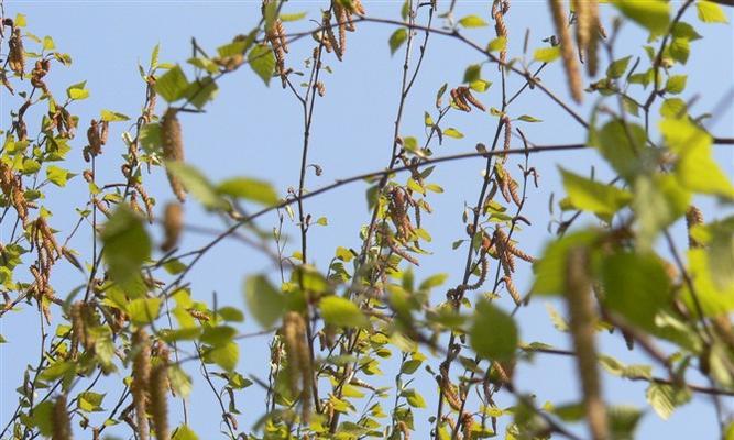 杨树是双子叶植物吗？（探寻杨树的生物分类特征）