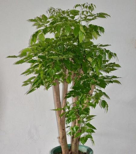 七彩铁的生长与浇水技巧（掌握七彩铁浇水频率的关键，让你的植物茁壮成长）