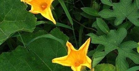南瓜开花结果的时间及影响因素（探究南瓜开花结果的关键因素以及栽培技巧）