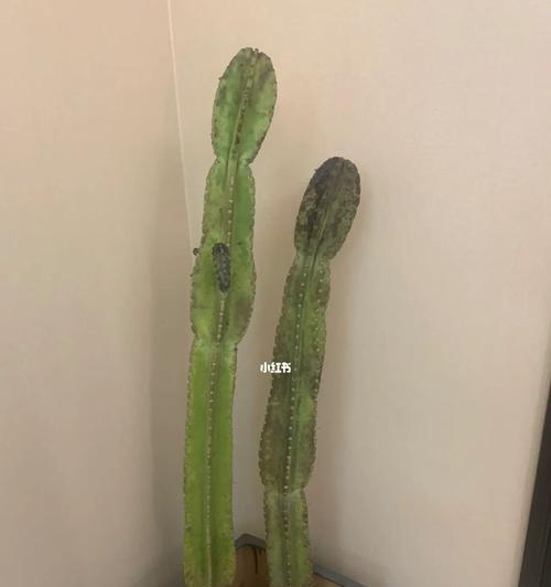量天尺移盆后要浇水吗？（探讨盆栽移动对植物生长的影响及浇水方法）