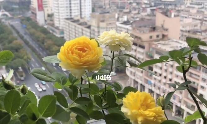 金丝雀月季可否地栽？（解读金丝雀月季的适应环境及地栽方法）