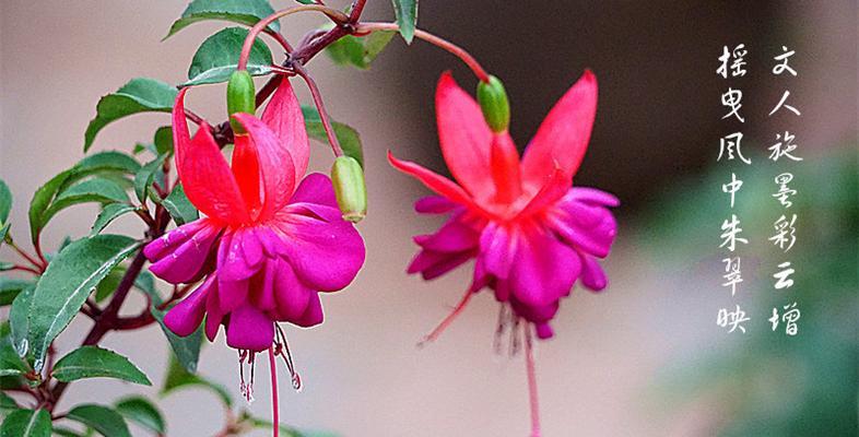 灯笼花开花时间与频率调查（一年开几次花？调查结果揭晓）