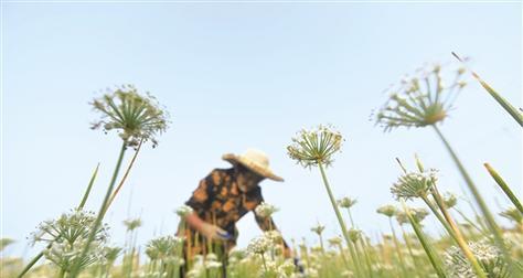 韭菜花的采摘时间及注意事项（掌握正确的采摘方法，让你的韭菜花更美味）