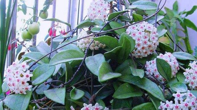 如何养护球兰使其开花？（球兰养护技巧与注意事项）