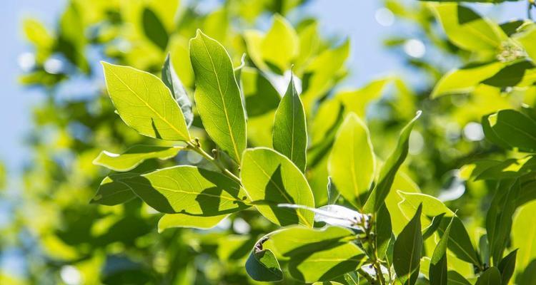 探秘丁香叶——这种叶子来自哪棵树（丁香叶的形态特征及树种分类）
