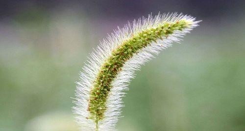 狗尾草的花语与寓意（探秘狗尾草背后的含义，解读花语的奥妙）