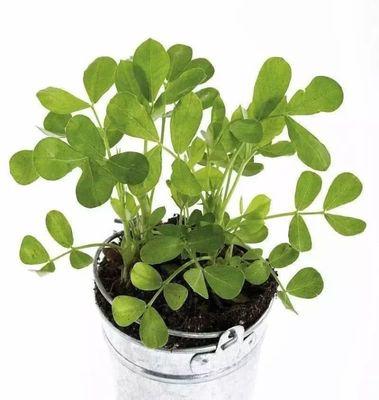 花生的正确浇水方法（如何掌握花生的浇水技巧？）